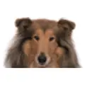Animal Hospital of North Alabama logo