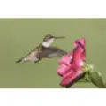 Hummingbird Home Care logo
