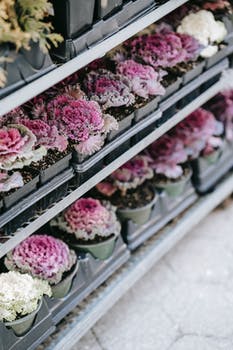 Ornamental cabbages presented on market shelf